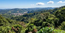 Finca de Café Productora de 2 Hectáreas en Alto Lino, Boquete  Vistas Panorámicas y Agua Viva