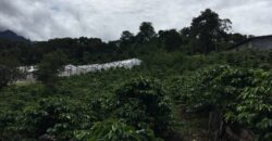 Finca Cafetera de Alta Altitud en Palmira, Boquete