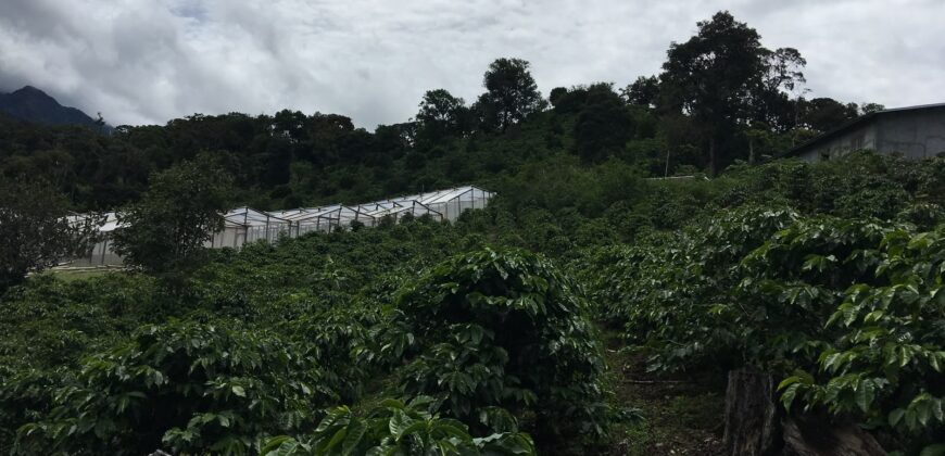 Finca Cafetera de Alta Altitud en Palmira, Boquete