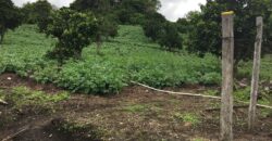 Finca Cafetera de Alta Altitud en Palmira, Boquete