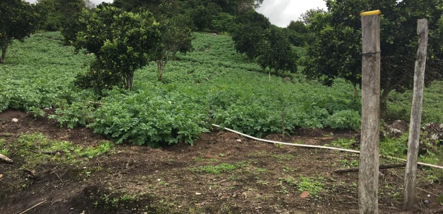Finca Cafetera de Alta Altitud en Palmira, Boquete