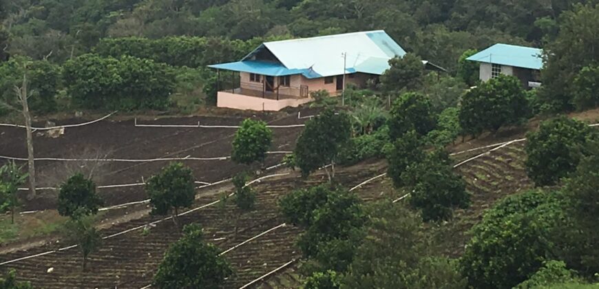 Finca Cafetera de Alta Altitud en Palmira, Boquete