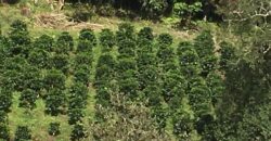 Finca Cafetera de Alta Altitud en Palmira, Boquete