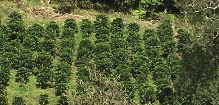 Finca Cafetera de Alta Altitud en Palmira, Boquete
